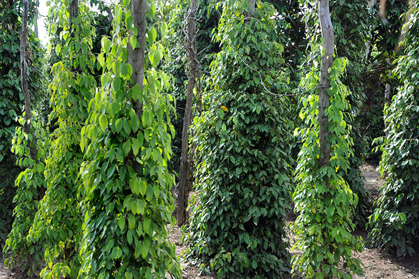pepper plantation in the hinterland of Kep