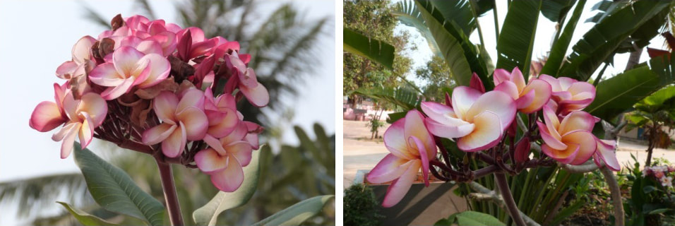 Bilderbogen Blumenblüten aus Kambodscha 6