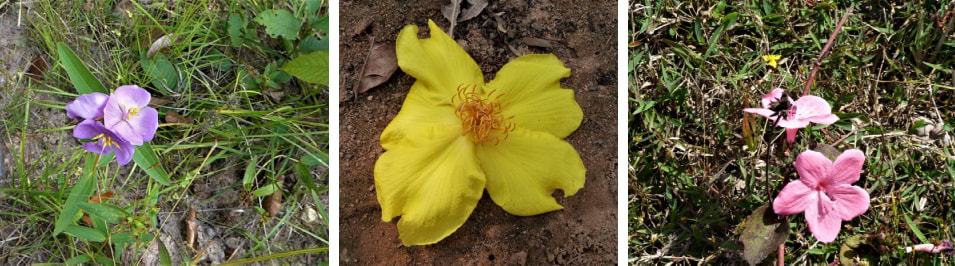 Bilderbogen Blumenblüten aus Kambodscha