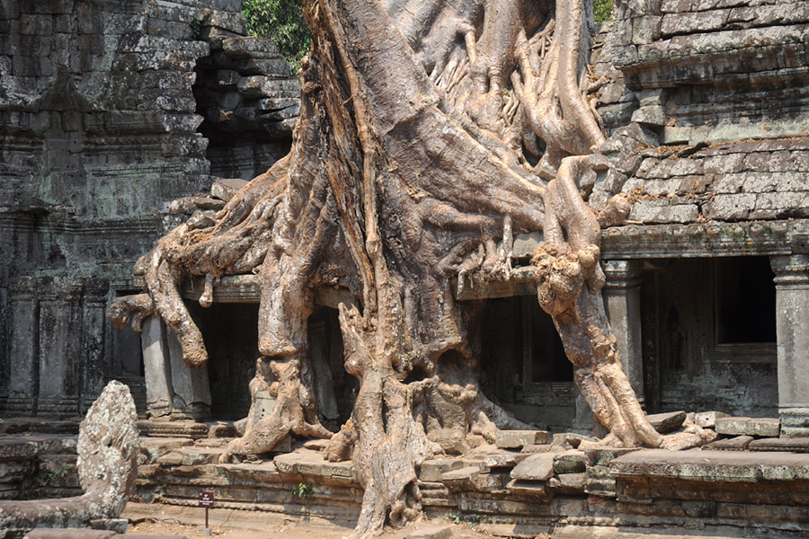 the famous double silk-cotton tree towering Preah Khan's Eastern Gopuram III  