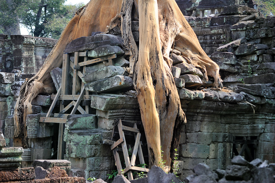 cut silk cotton tree on the southern library building of Preah Khan