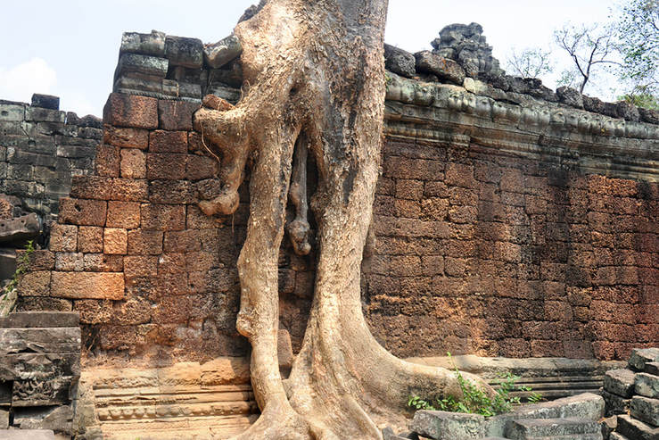 cotton silk tree growing on the laterite walls of Preah Khan's second enclosure wall